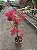 PRIMAVERA VARIEGATA (Bougainvillea variegata) - Muda - Imagem 7