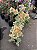 PRIMAVERA VARIEGATA (Bougainvillea variegata) - Muda - Imagem 5