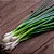 CEBOLINHA (Allium fistulosum) - P15 - Imagem 1