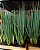 CEBOLINHA (Allium fistulosum) - P15 - Imagem 2