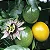 MARACUJÁ AMARELO AZEDO (Passiflora edulis) - Muda com até 40 cm - Imagem 3