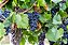 UVA BORDÔ (Vitis labrusca) - Muda enxertada com até 1 metro - Imagem 1