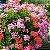 GERÂNIO PENDENTE (Pelargonium peltatum) - Imagem 1