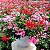 GERÂNIO PENDENTE (Pelargonium peltatum) - Imagem 2