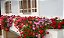GERÂNIO PENDENTE (Pelargonium peltatum) - Imagem 3
