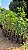 SAPOTA PRETA GRANDE (Diospyros nigra) - Muda com até 1,50m - Imagem 4