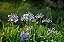 AGAPANTO AZUL (Agapanthus africanus) - Imagem 4