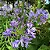 AGAPANTO AZUL (Agapanthus africanus) - Imagem 3
