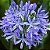 AGAPANTO AZUL (Agapanthus africanus) - Imagem 1