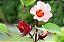 HIBISCO VINAGREIRA (Hibiscus sabdariffa) - Muda com até 70 cm - Imagem 2