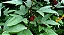 HIBISCO VINAGREIRA (Hibiscus sabdariffa) - Muda com até 70 cm - Imagem 3