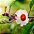 HIBISCO VINAGREIRA (Hibiscus sabdariffa) - Muda com até 70 cm - Imagem 1