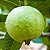 GOIABA GIGANTE TAILANDESA (Psidium guajava) - Muda com até 70 cm - Imagem 1