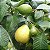 GOIABA GIGANTE TAILANDESA (Psidium guajava) - Muda com até 70 cm - Imagem 3