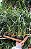 LIRIOPE VERDE (Liriope spicata) - Imagem 5