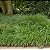 LIRIOPE VERDE (Liriope spicata) - Imagem 2