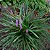 LIRIOPE VERDE (Liriope spicata) - Imagem 1