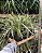 LIRIOPE VARIEGATA (Liriope muscari 'Variegata') - Imagem 1