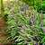 LIRIOPE VARIEGATA (Liriope muscari 'Variegata') - Imagem 1