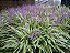 LIRIOPE VARIEGATA (Liriope muscari 'Variegata') - Imagem 3