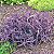 SETECRÉSIA ou TRAPOERABA (Tradescantia pallida var. purpurea) - Imagem 1
