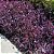 SETECRÉSIA ou TRAPOERABA (Tradescantia pallida var. purpurea) - Imagem 3