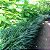 BARBA DE SERPENTE VERDE (Ophiopogon verde) - Imagem 1