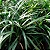 BARBA DE SERPENTE VERDE (Ophiopogon verde) - Imagem 2