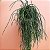 CACTO MACARRÃO (Rhipsalis baccifera) - Cuia 21 - Imagem 3