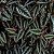 CISSUS JAVANA - C21 - Imagem 2
