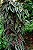CISSUS JAVANA - C21 - Imagem 4