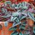 CISSUS JAVANA - C21 - Imagem 1
