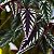CISSUS JAVANA - C21 - Imagem 3