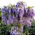 GLICÍNIA (Wisteriafloribunda) - Muda com até 70 cm - Imagem 1