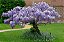 GLICÍNIA (Wisteriafloribunda) - Muda com até 70 cm - Imagem 3