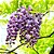 GLICÍNIA (Wisteriafloribunda) - Muda com até 70 cm - Imagem 2
