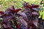 ARBUSTO RUBRO (Pseuderanthemum rubrum) - Muda com até 60 cm - Imagem 3