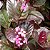 ARBUSTO RUBRO (Pseuderanthemum rubrum) - Muda com até 60 cm - Imagem 4