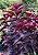 ARBUSTO RUBRO (Pseuderanthemum rubrum) - Muda com até 60 cm - Imagem 2