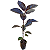 ARBUSTO RUBRO (Pseuderanthemum rubrum) - Muda com até 60 cm - Imagem 5