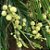 ANGICO BRANCO (Anadenanthera colubrina) - Muda com até 70 cm - Imagem 1