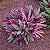 ABACAXI ROSA (Tradescantia spathacea) - P11 - Imagem 1