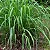 CITRONELA (Cymbopogon winterianus) - Imagem 2