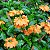CROSSANDRA (Crossandra infundibuliformis) - Imagem 1
