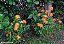 CROSSANDRA (Crossandra infundibuliformis) - Imagem 3