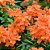 CROSSANDRA (Crossandra infundibuliformis) - Imagem 2