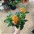 CROSSANDRA (Crossandra infundibuliformis) - Imagem 5