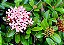 MINI IXORA ROSA (Ixora undulata) - Imagem 2