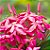 MINI IXORA ROSA (Ixora undulata) - Imagem 1