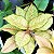 Aglaonema 'Frozen' (Aglaonema sp.) - P12 - Imagem 1